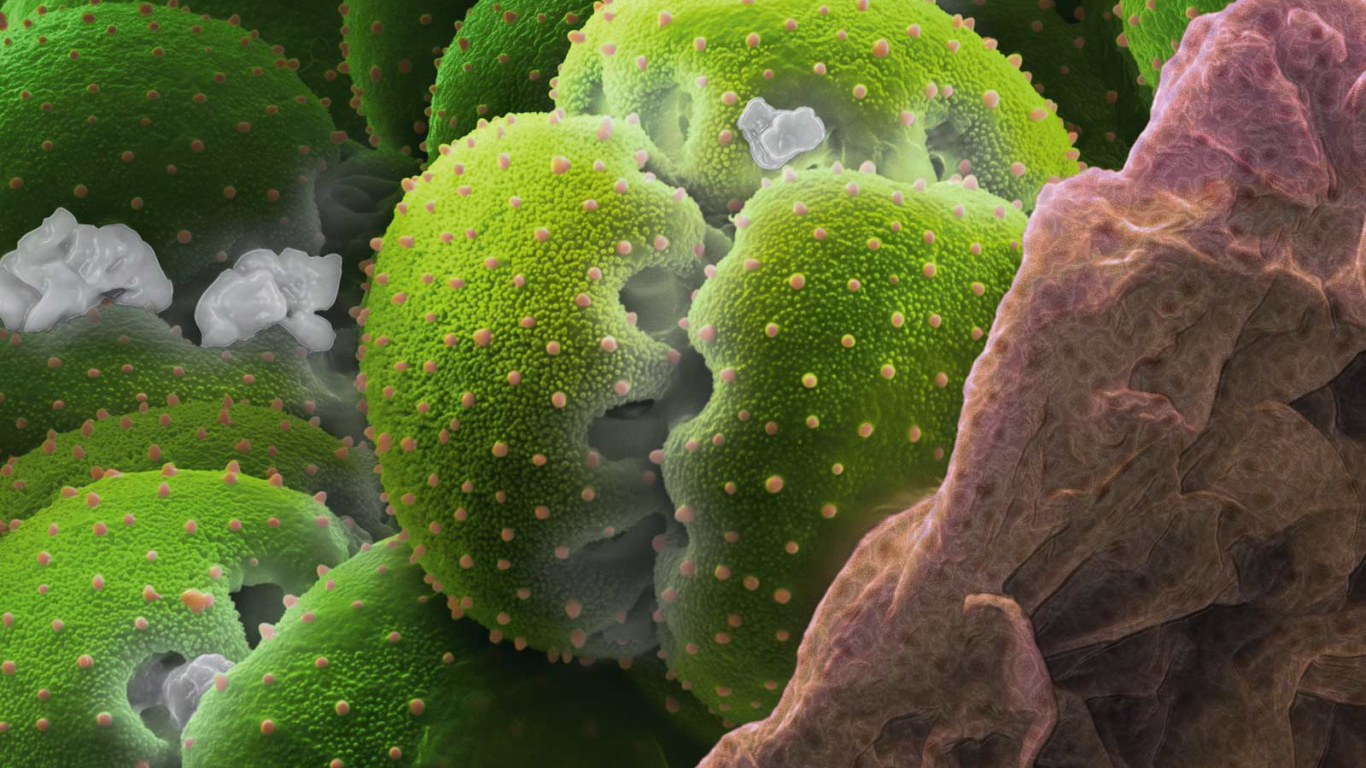 Природа подводного мира