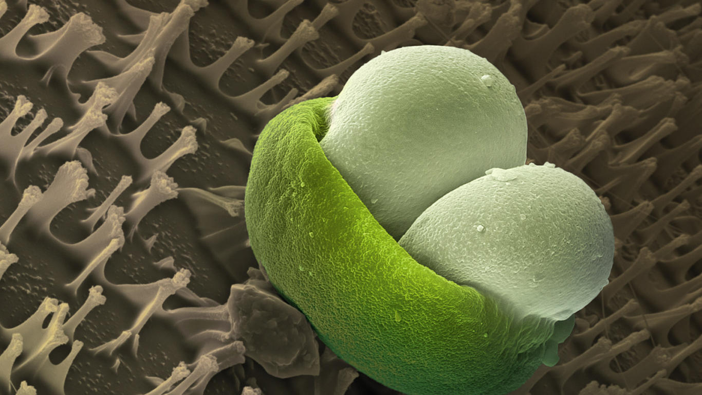 Подводная жизнь