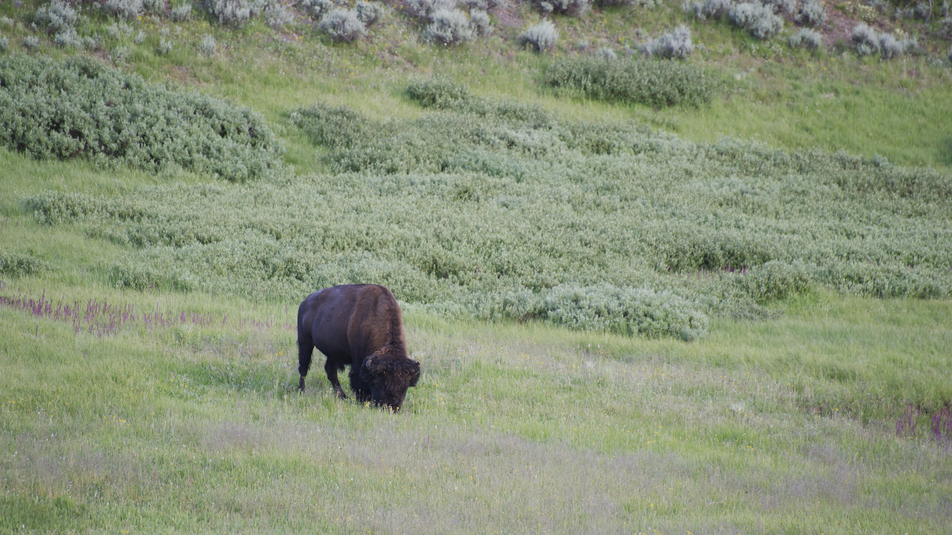 Бизон в дикой природе