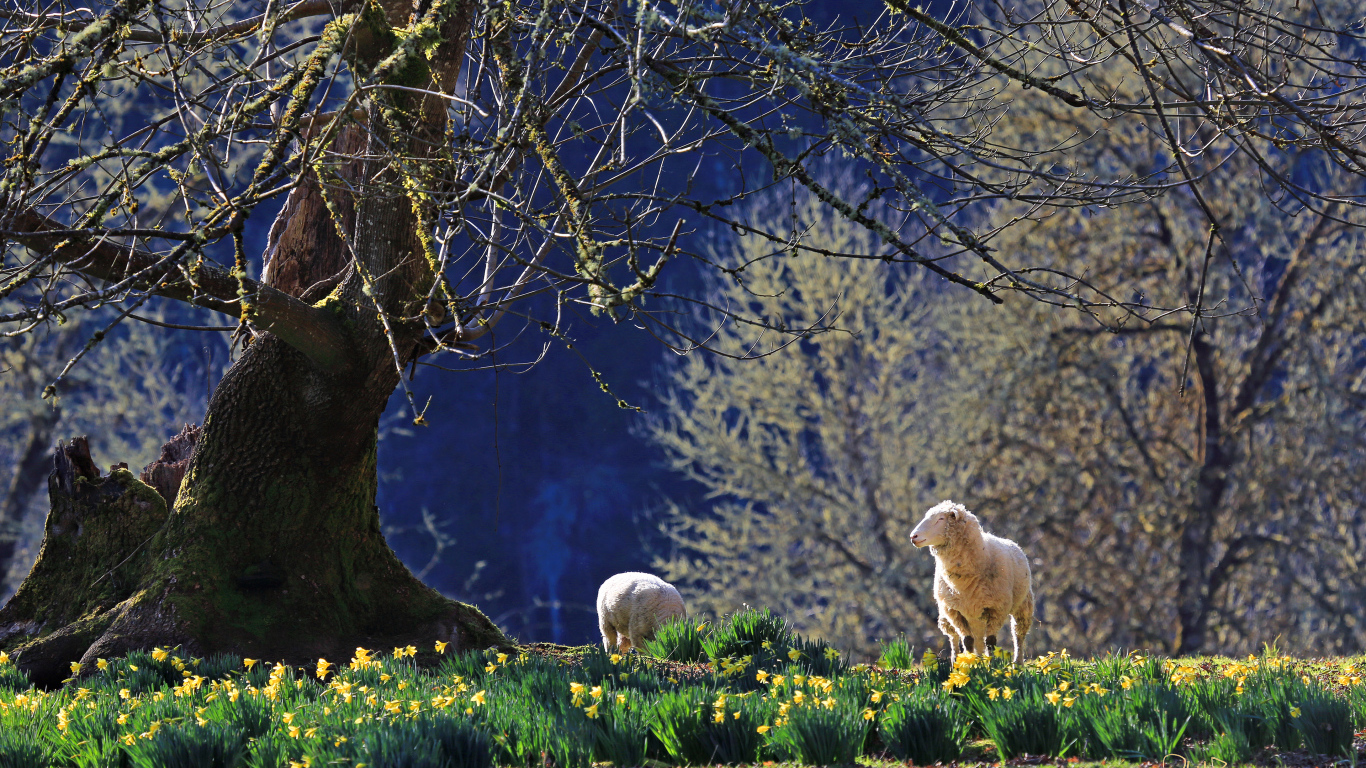 Нарциссы и ягнята