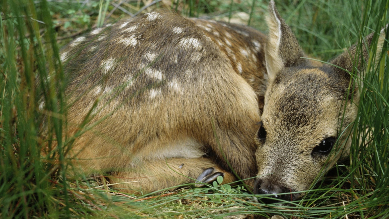 Олененок лежит в траве