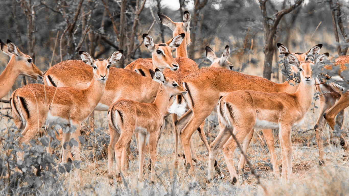 Стадо оленей