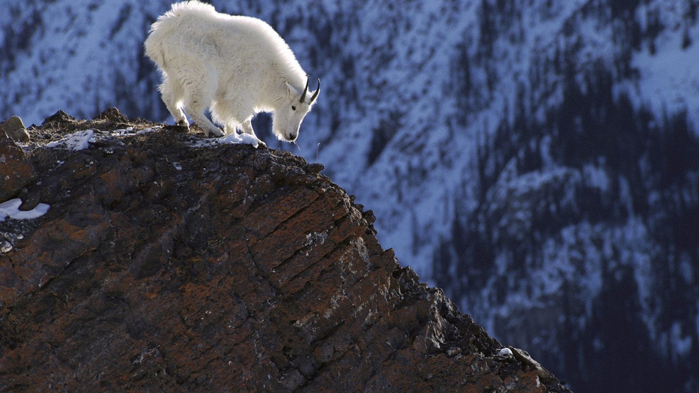 Белый козел в горах