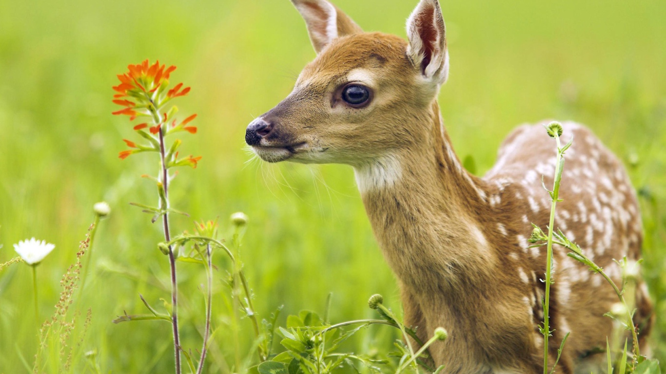 Олененок в траве
