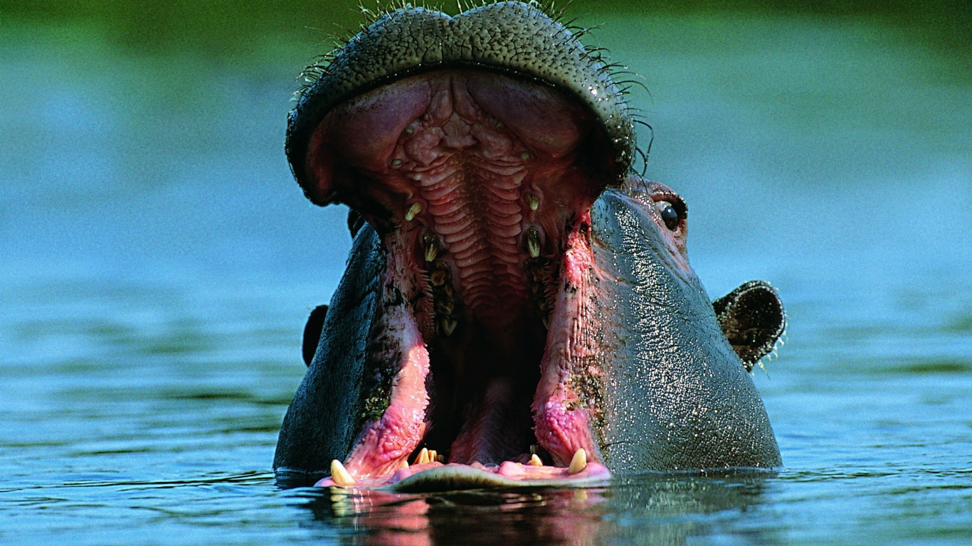 Бегемот открыл пасть