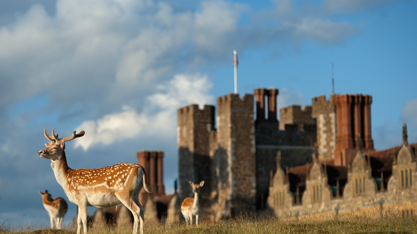 Пятнистые олени