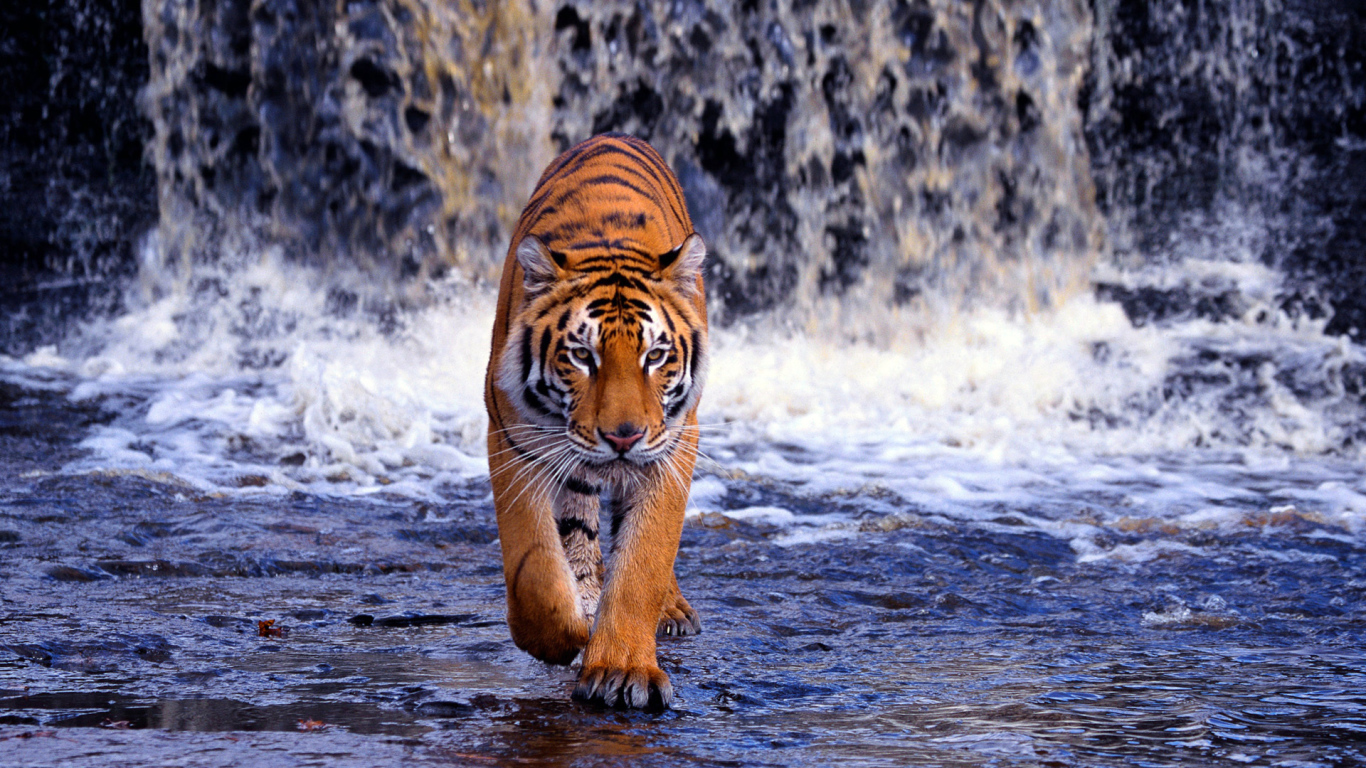 Бенгальский тигр у водопада