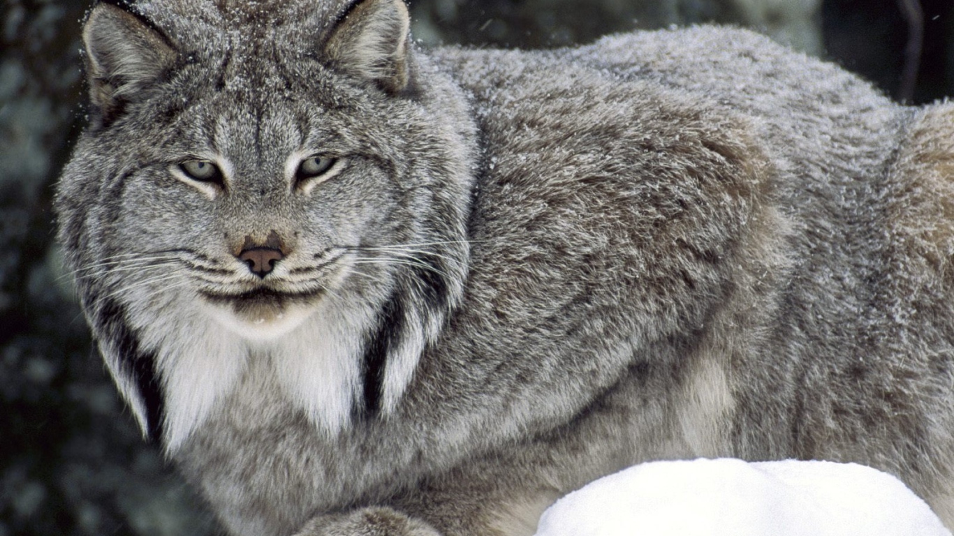 Канадская рысь