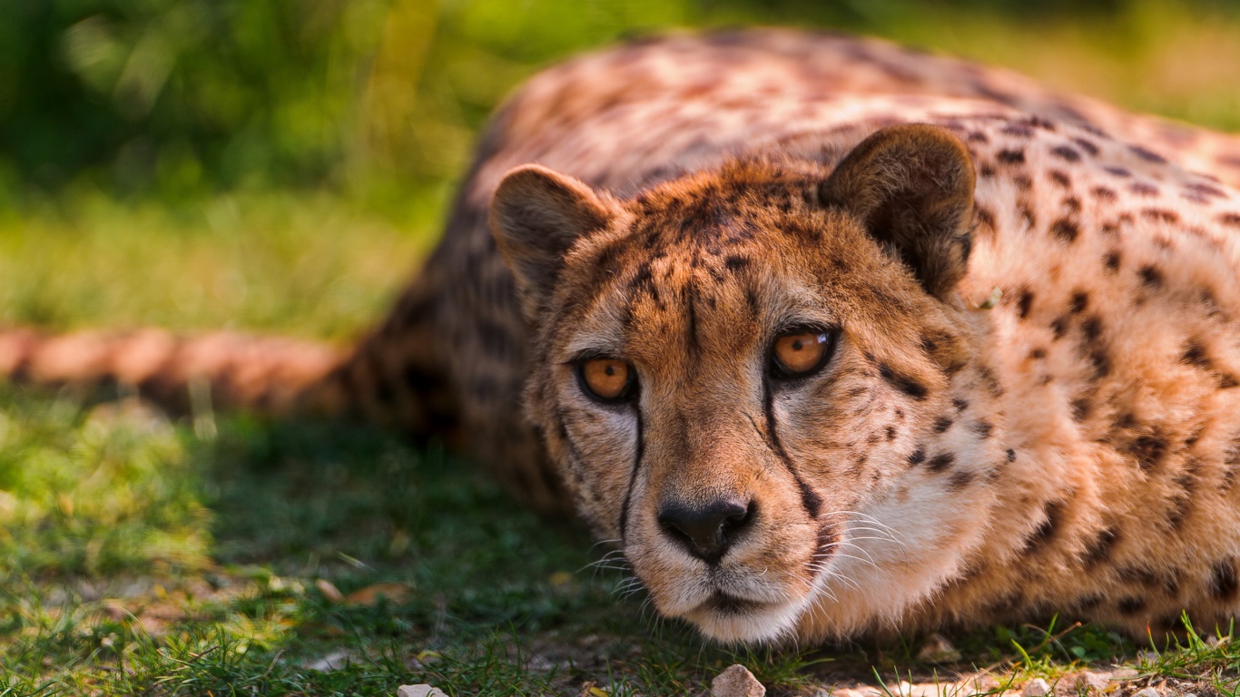Лежащий геппард