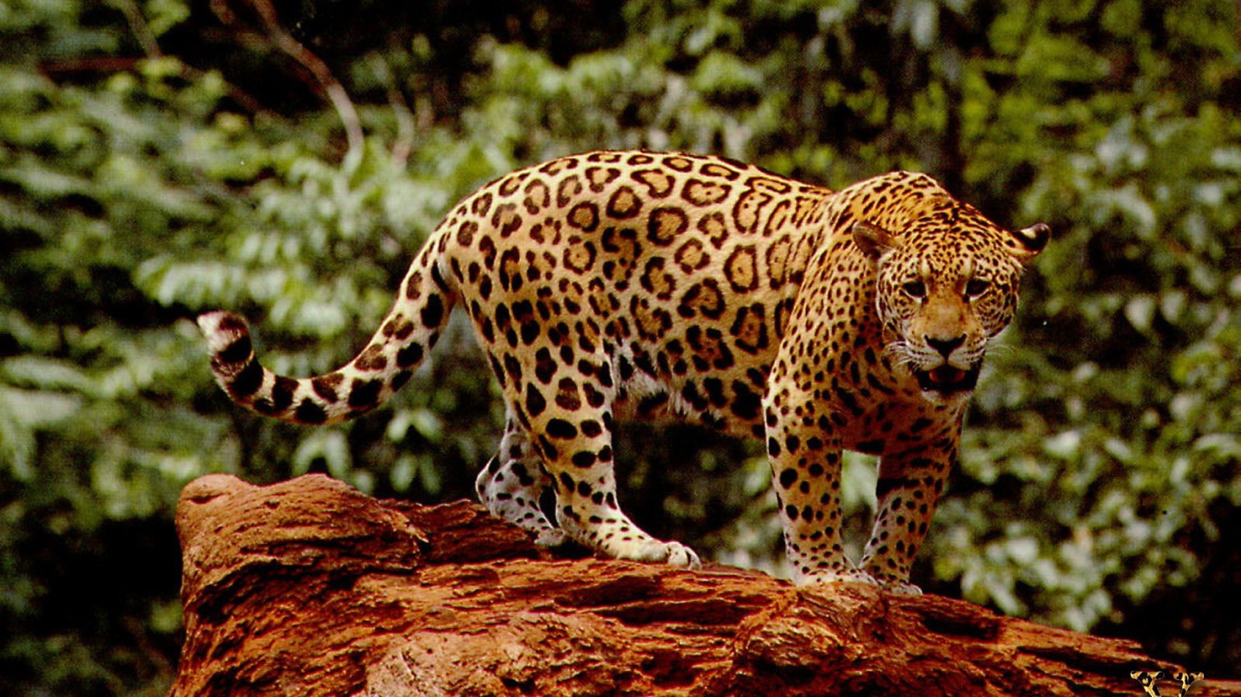 Великолепный ягуар