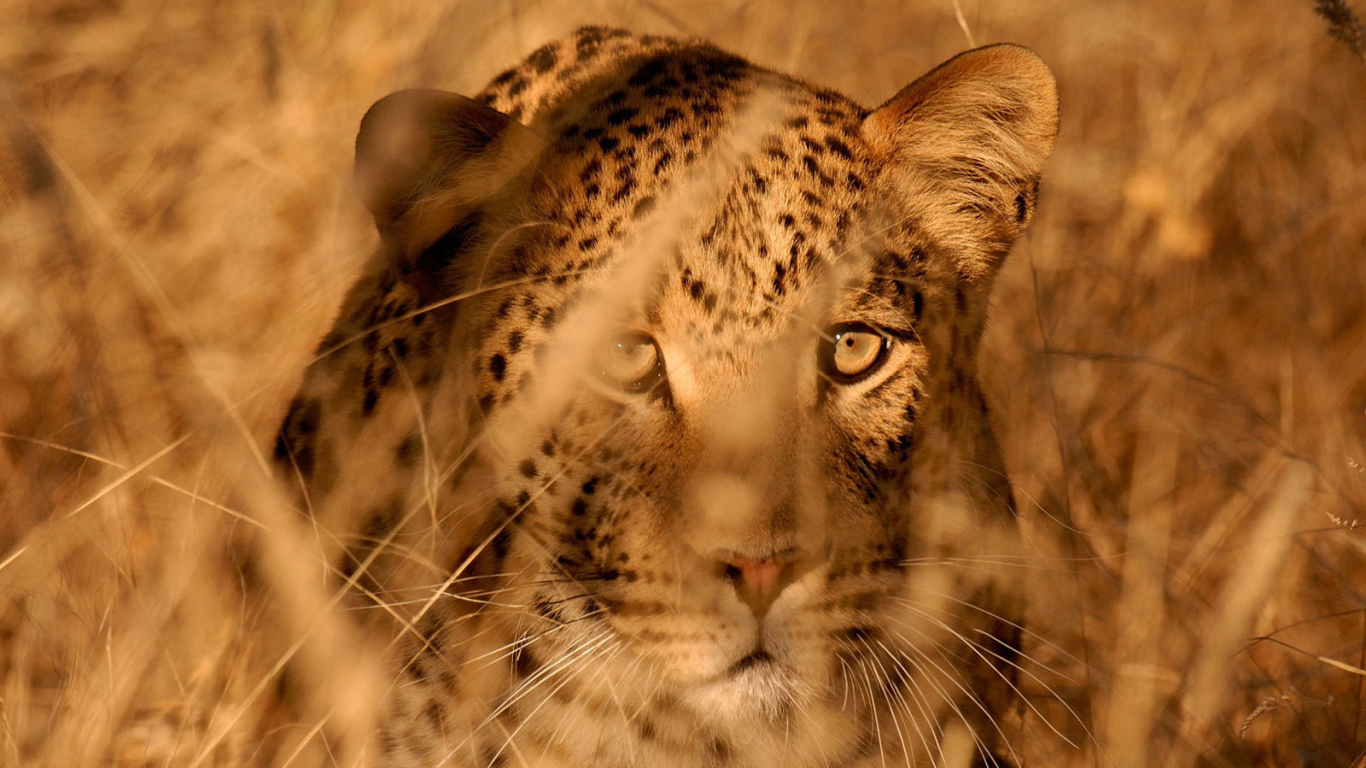 Леопард в засаде