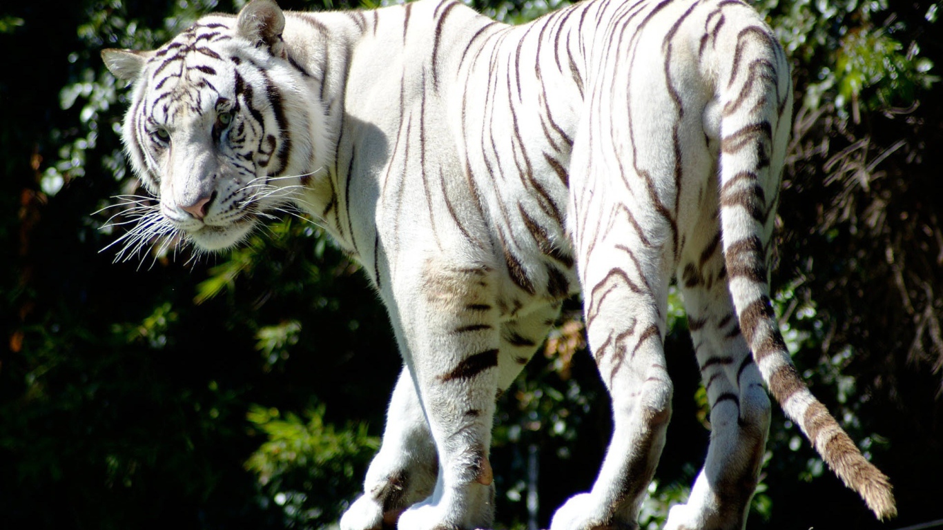 Редкий белый тигр