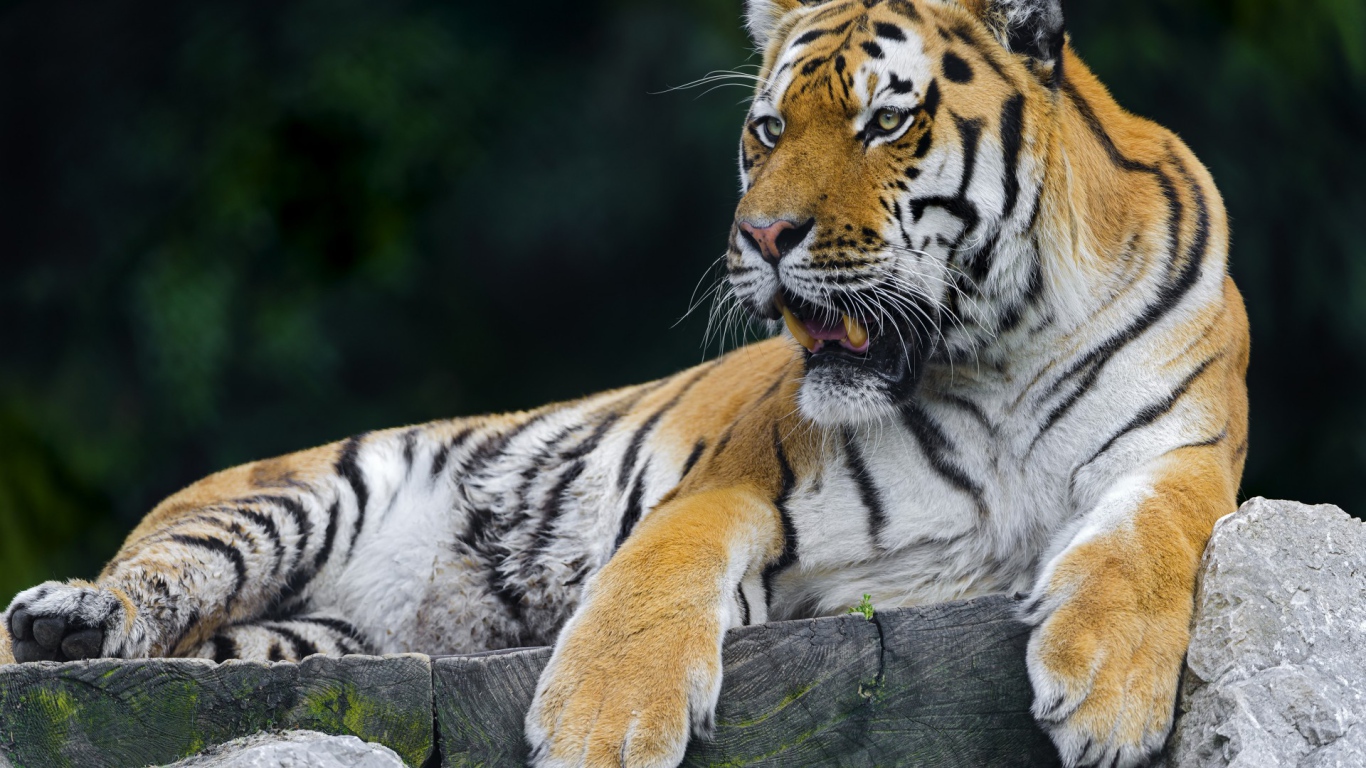 Тигр отдыхает на помосте