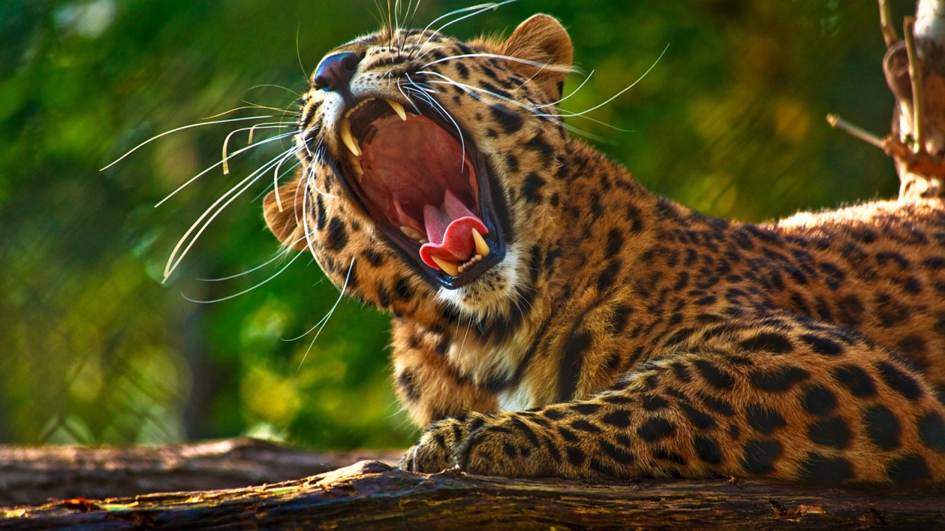 Леопард разинул пасть