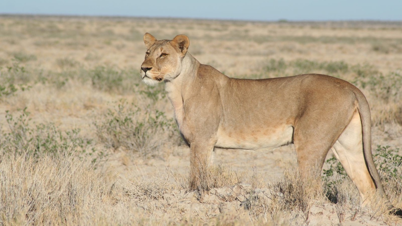 Львица вышла на охоту