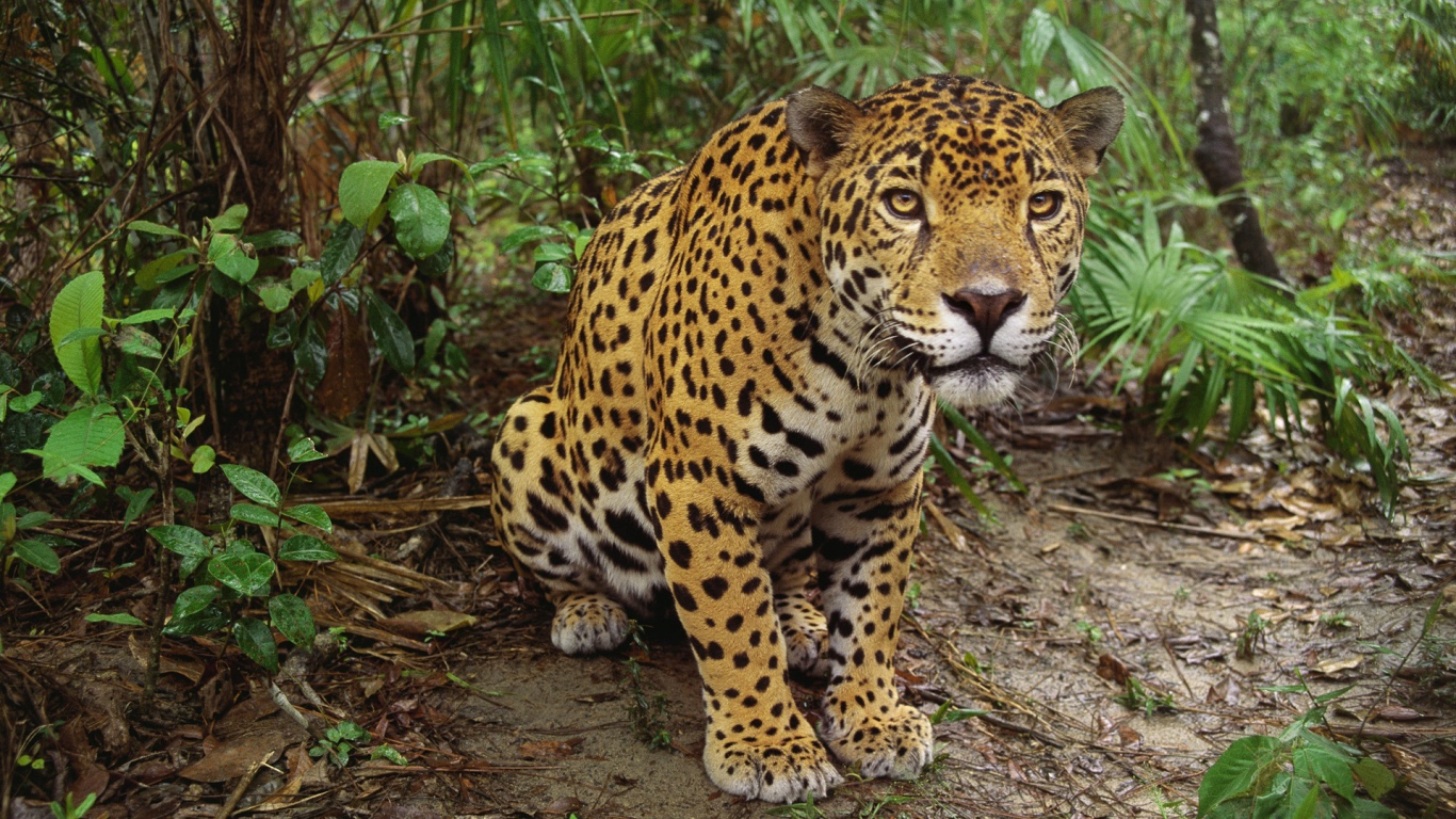 Леопард приготовился к прыжку