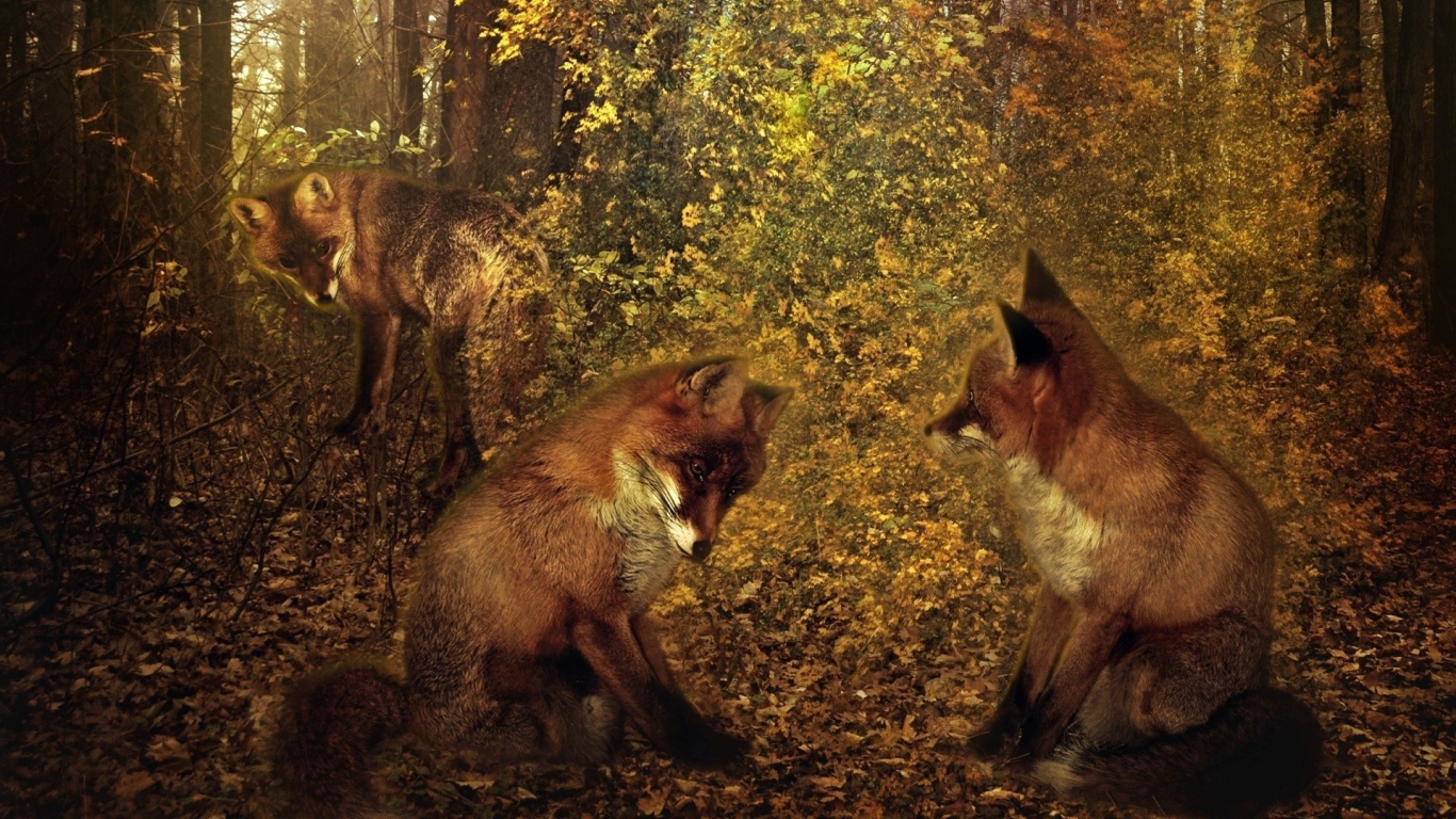 Третий лишний у лисиц