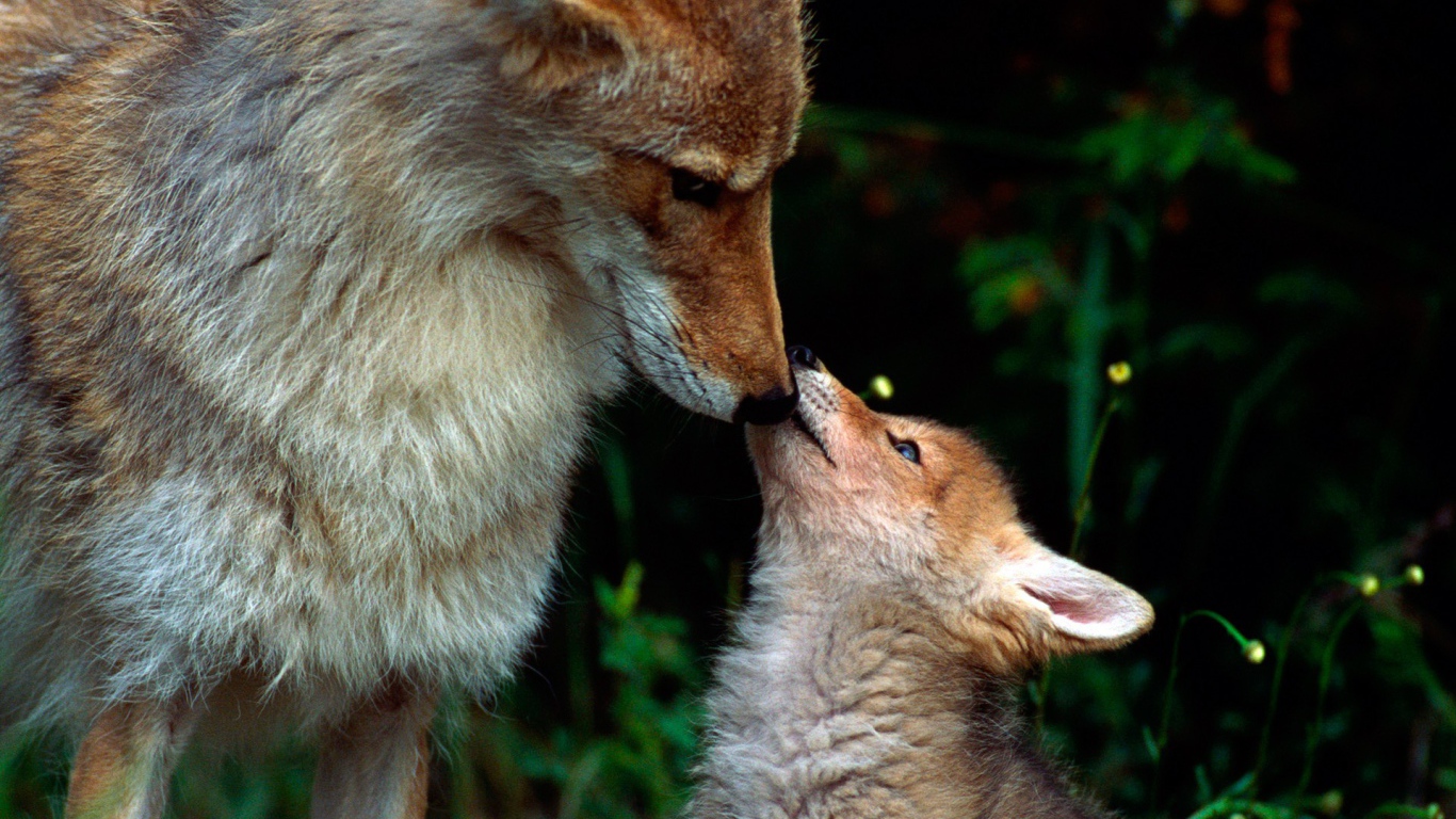 Волчонок просит еды