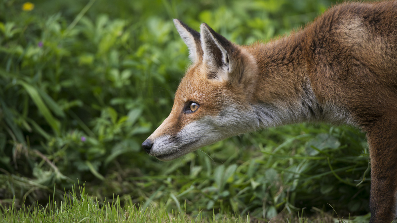 Рыжий лисенок