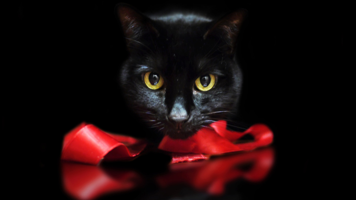 Черный кот с лентой на черном фоне