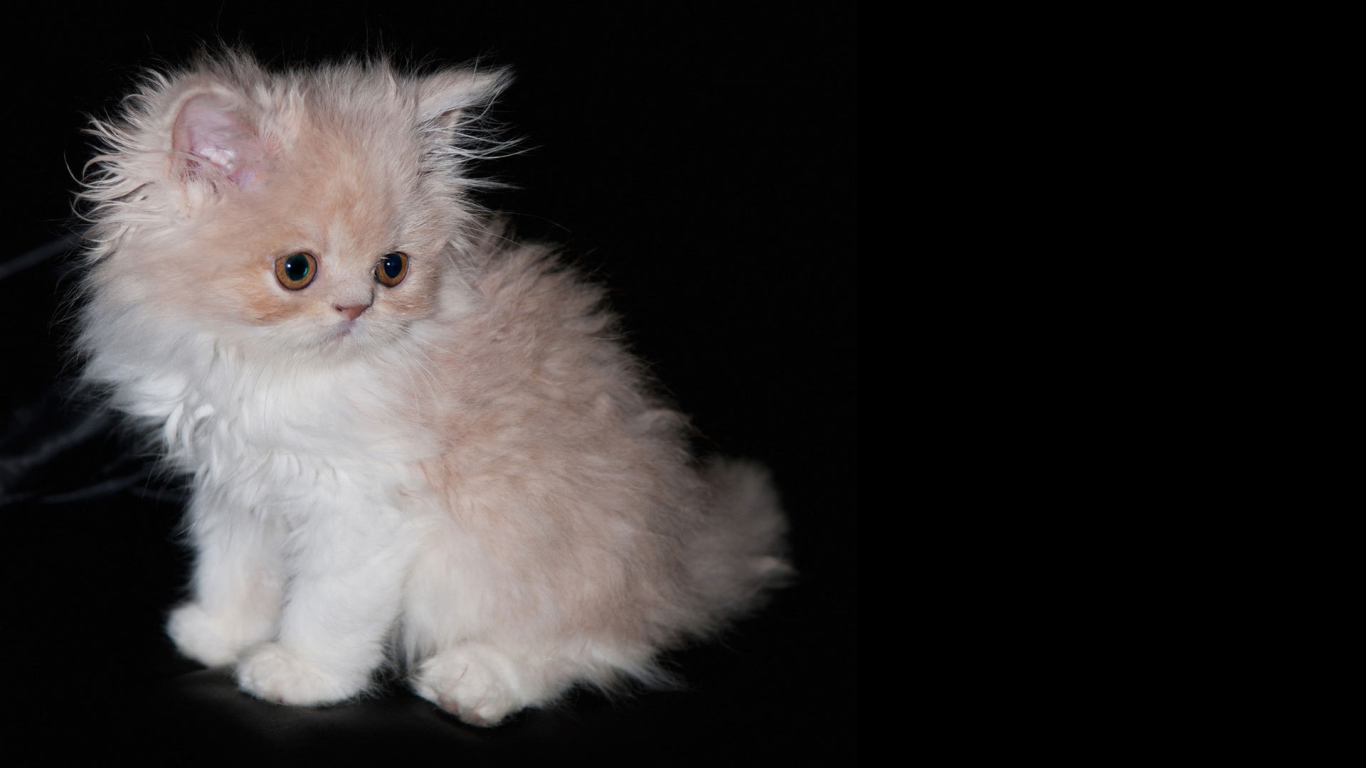 Пушистый котенок на черном фоне