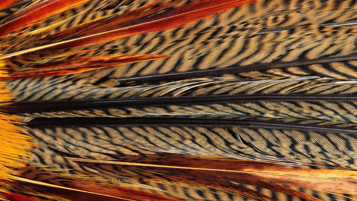 Перья Экзотической птицы