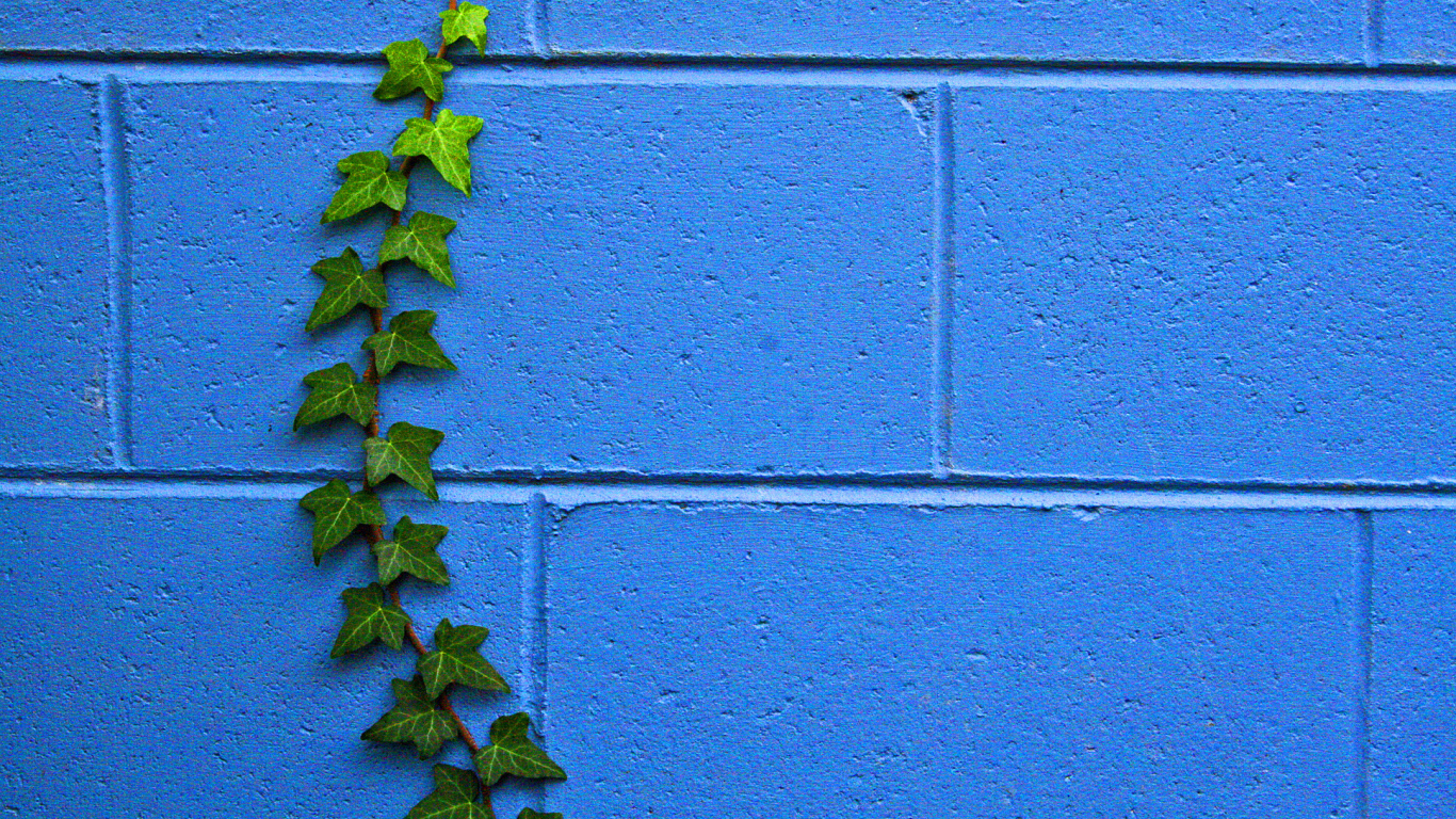 Растение на стене