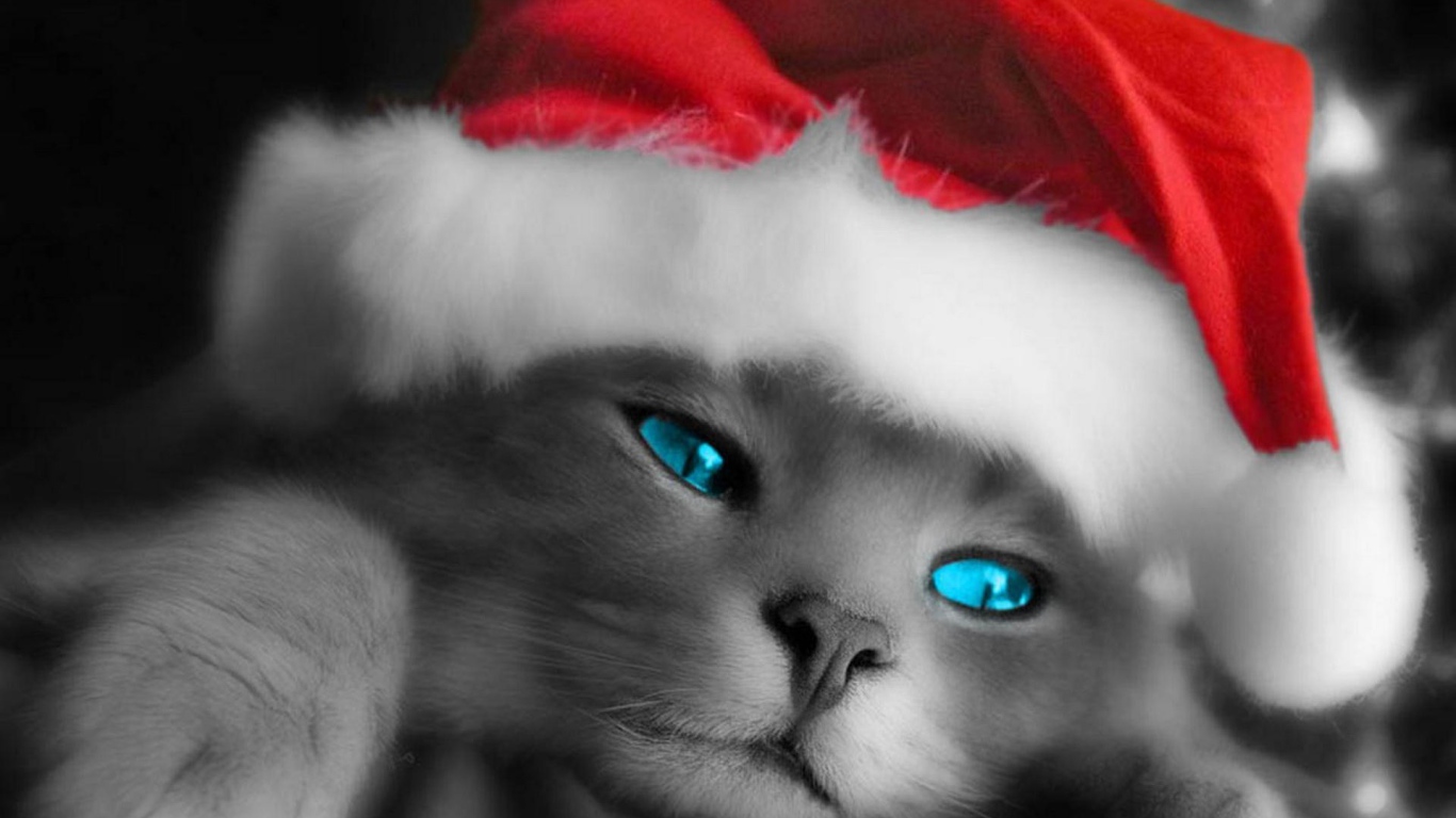 Рождественский кот