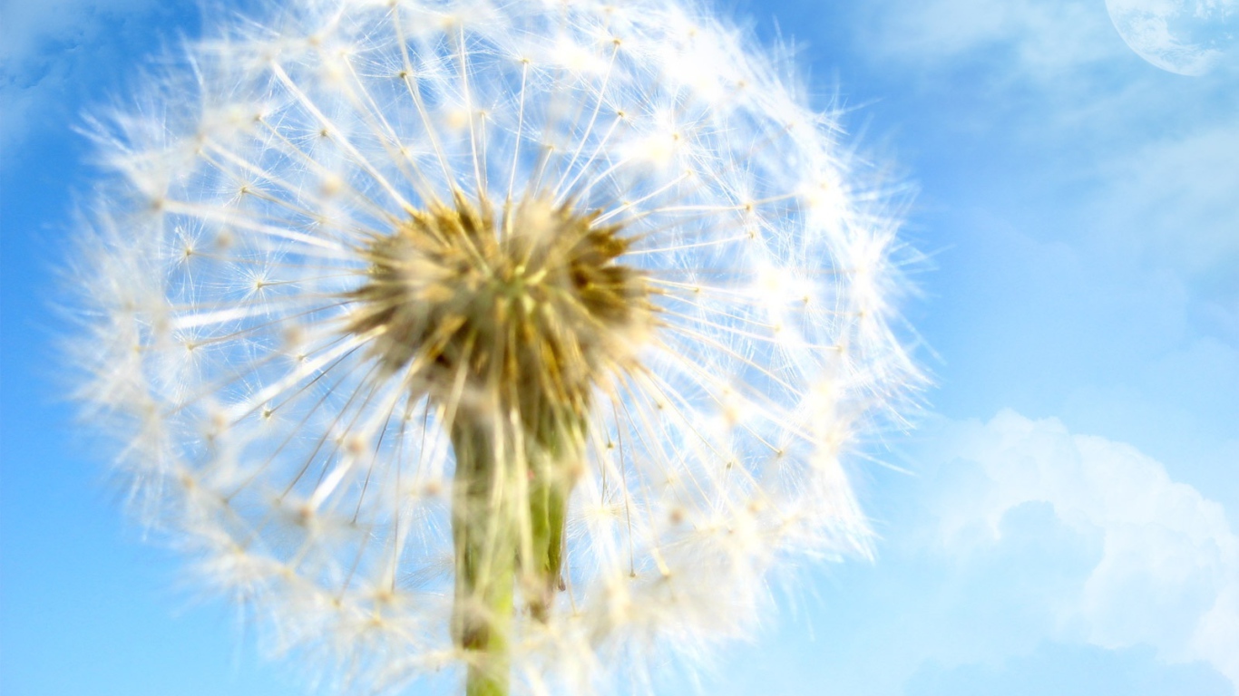 Цветок в мире мечты