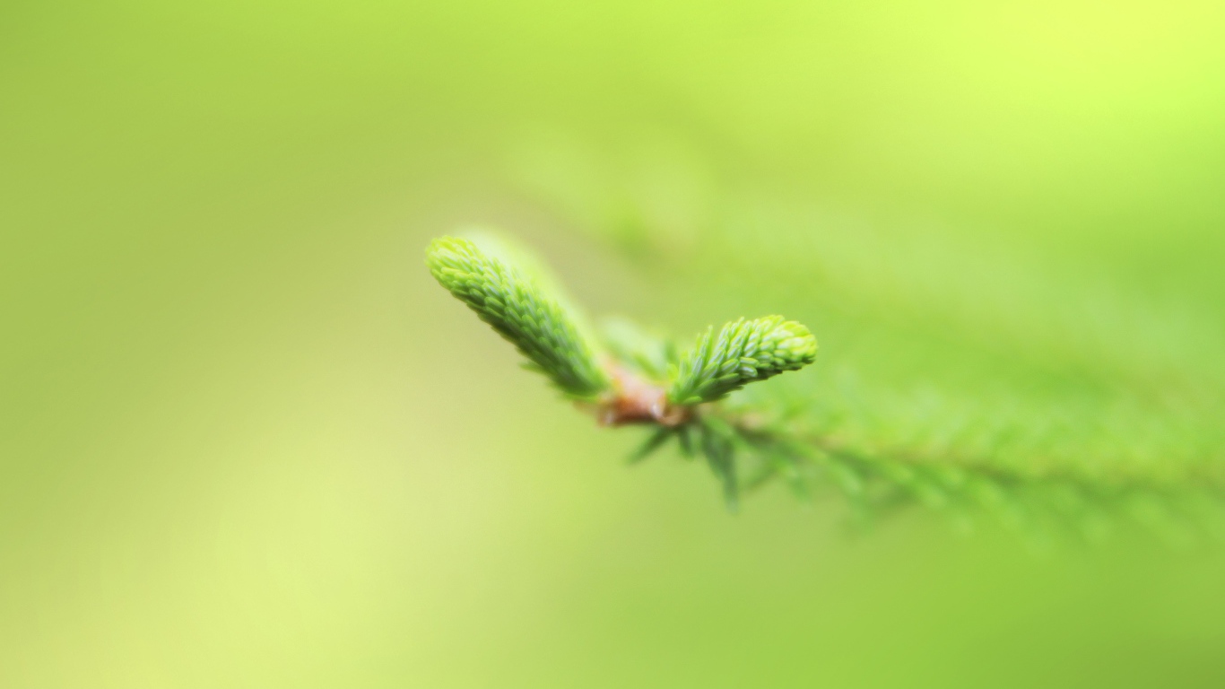 Свежая зелень