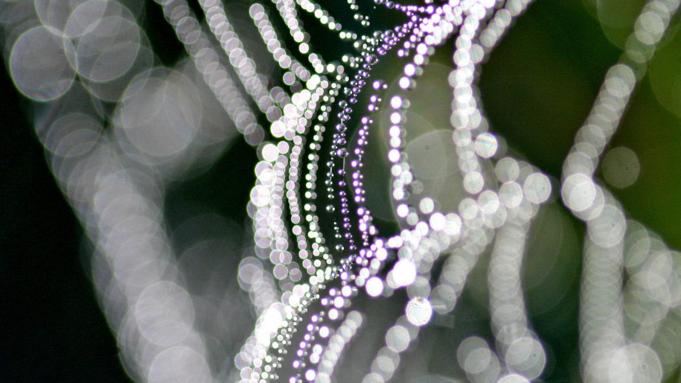 На паутине бусинки росы