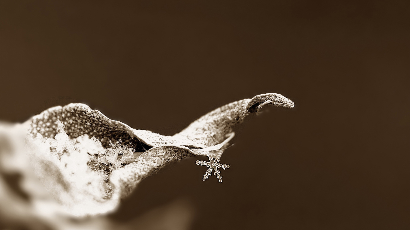 Snowflake on a dry leaf
