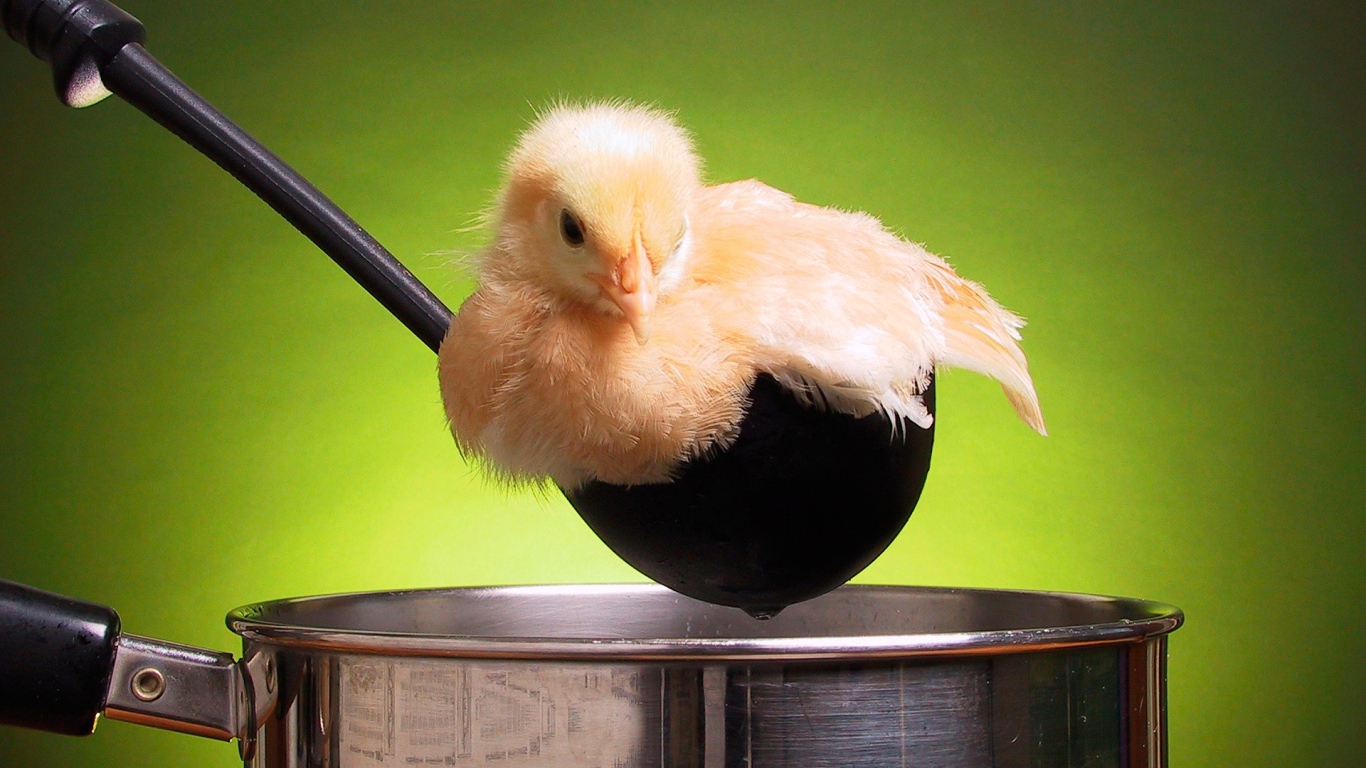 Chicken in the pan
