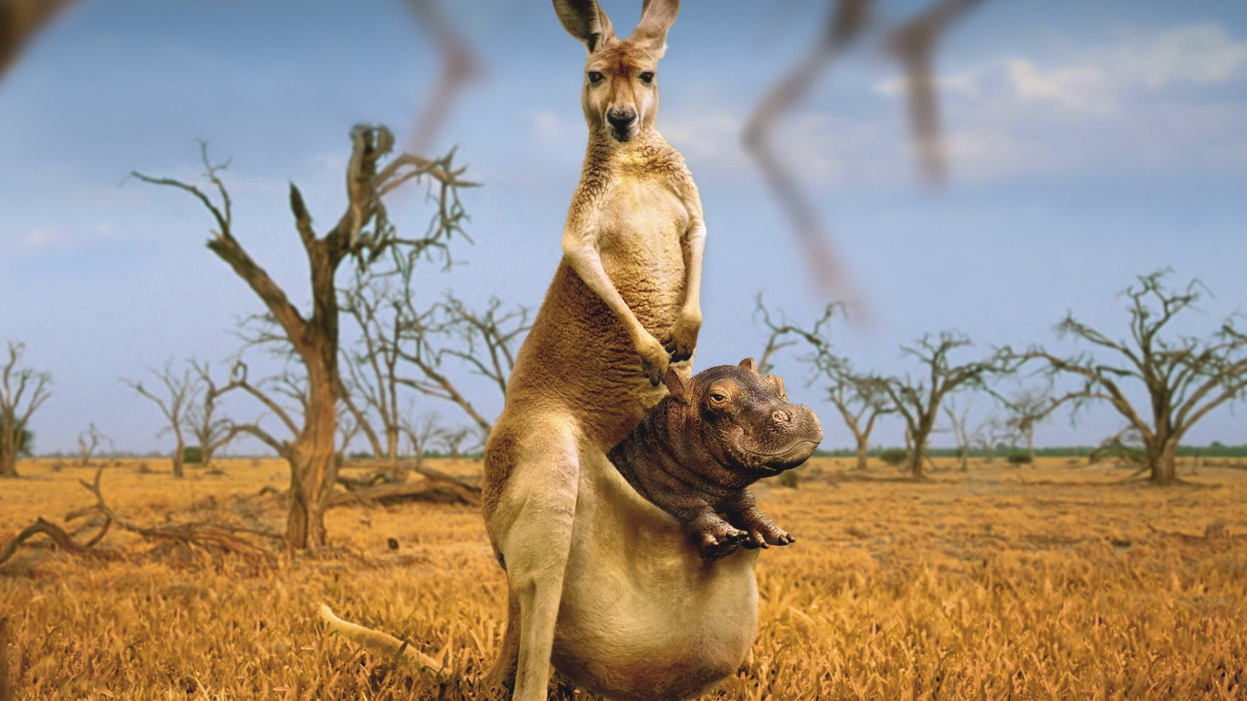 Kangaroo with Hippo bag