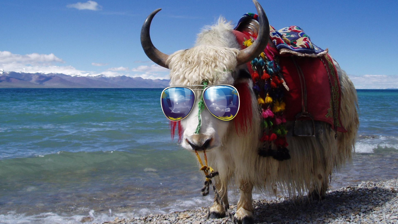 Бык в солнечных очках