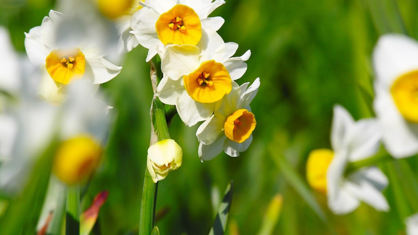 Нарциссы на 8 марта