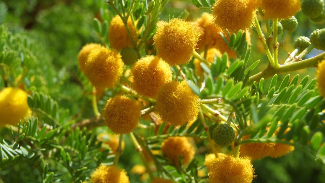 Цветы мимозы на 8 марта