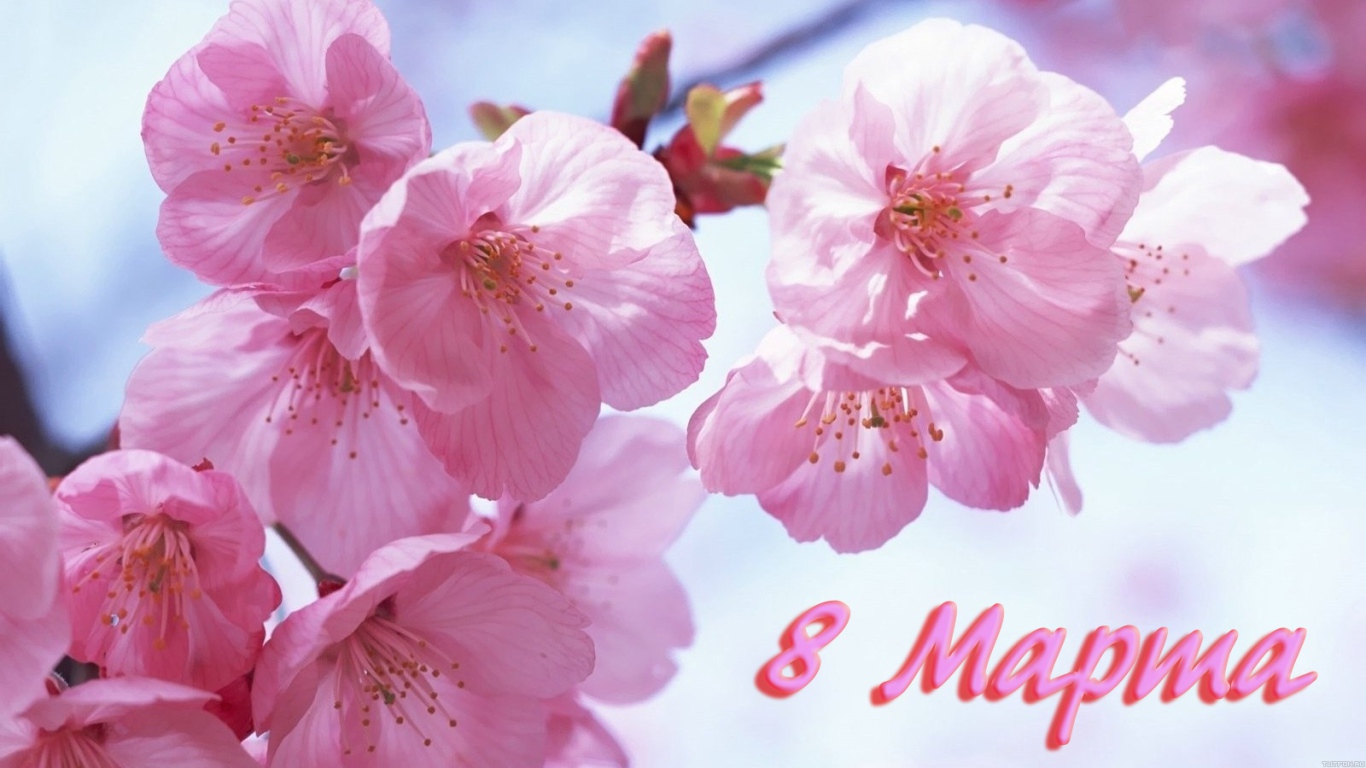 Розовые цветы на 8 марта