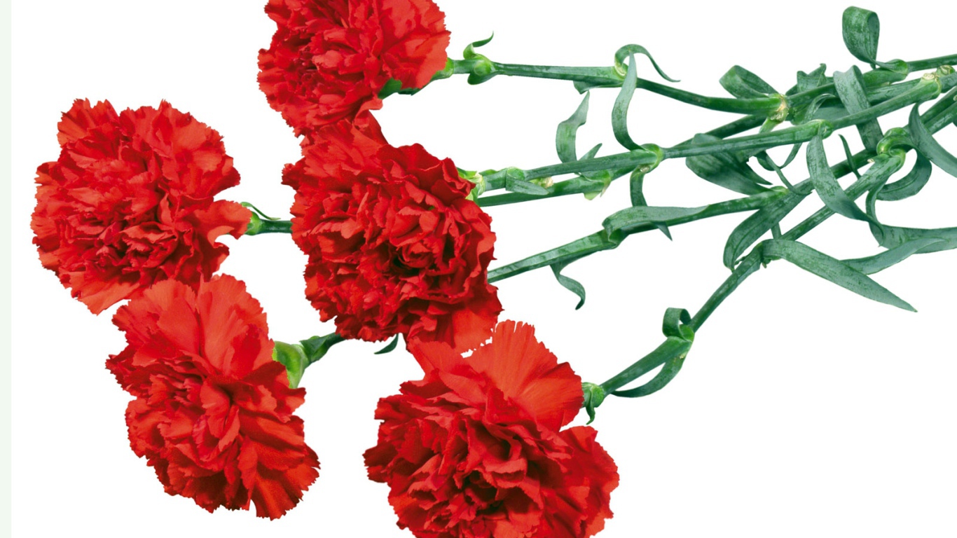 Гвоздики в День Победы 9 мая