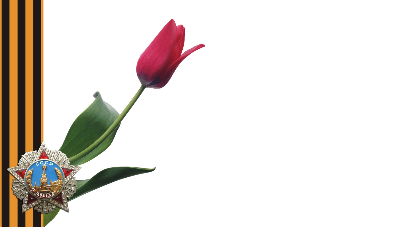 Тюльпан в День Победы 9 мая