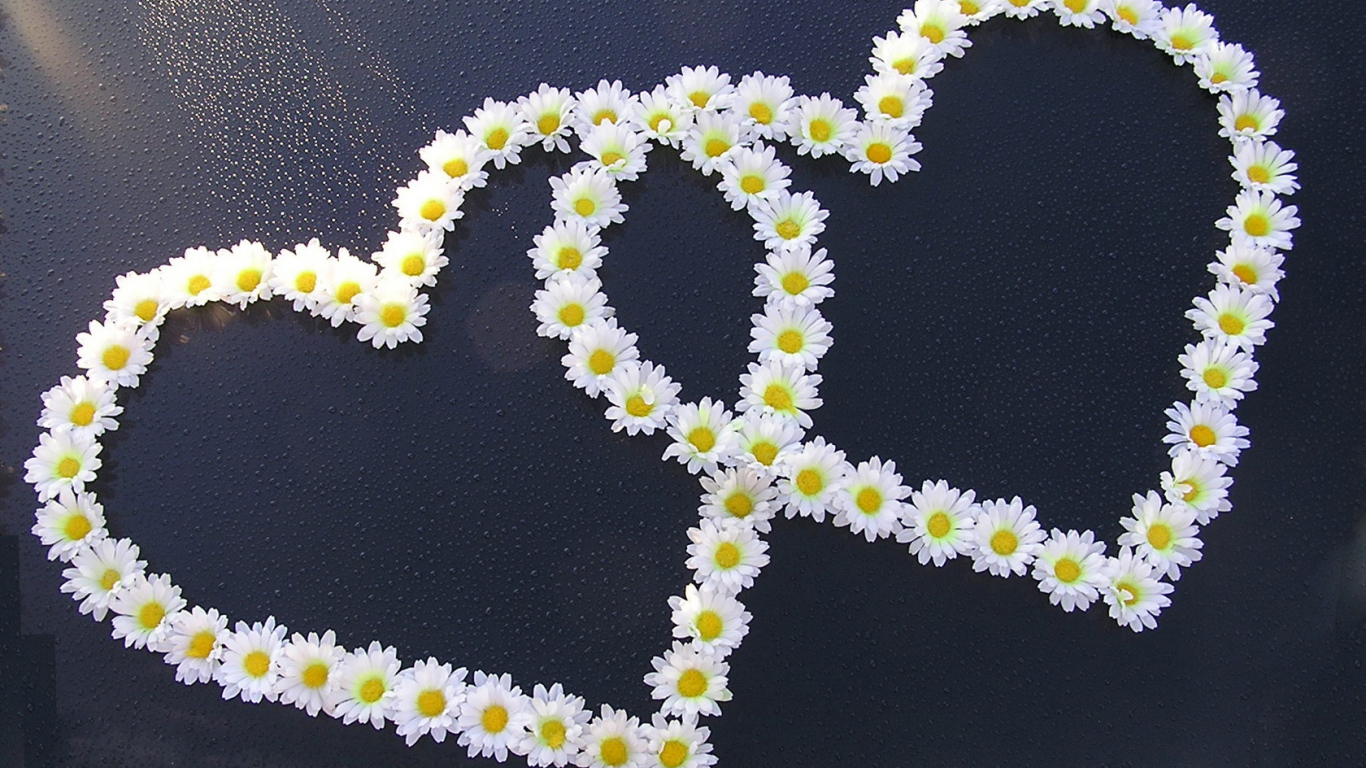 Сердца из ромашек на День Святого Валентина