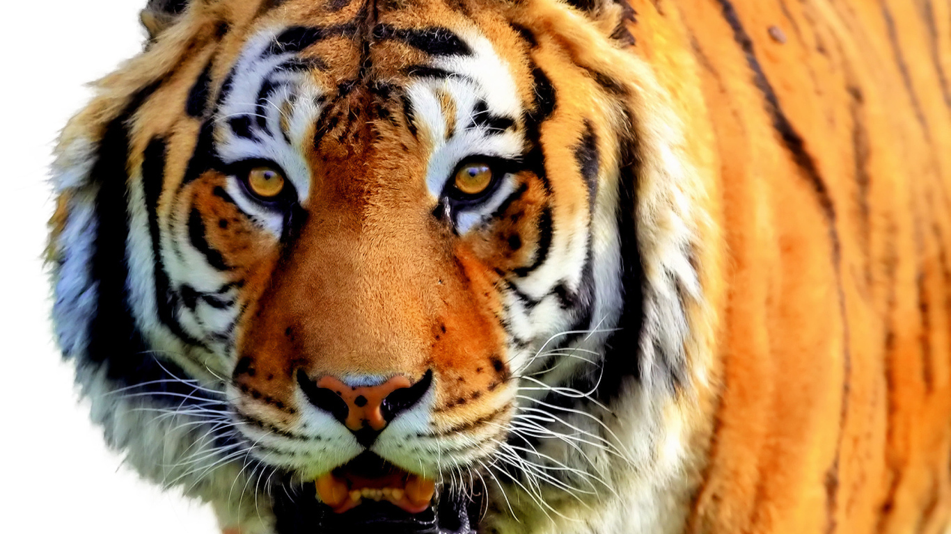  Полосатый рейс