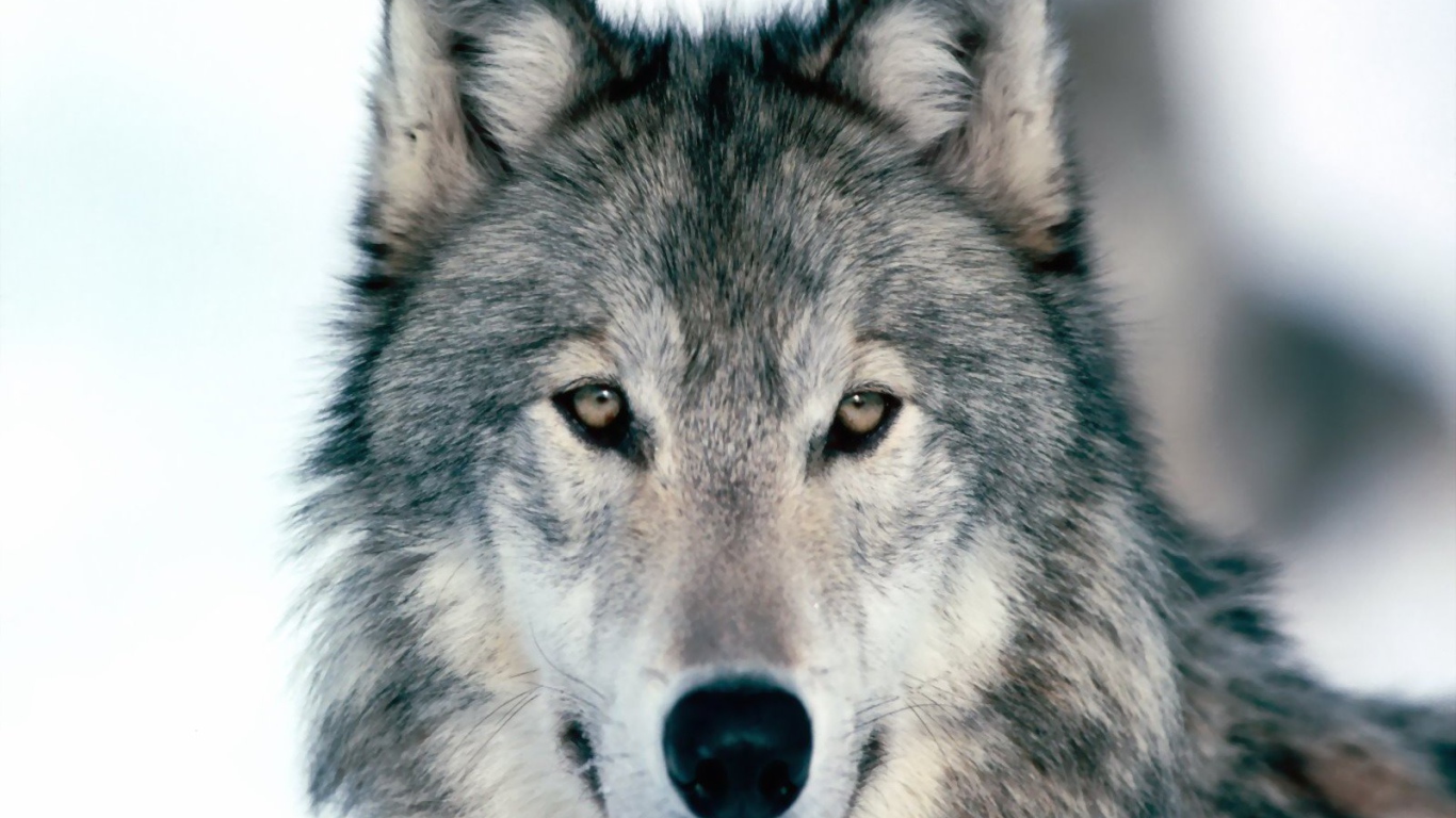 Весьегонская волчица