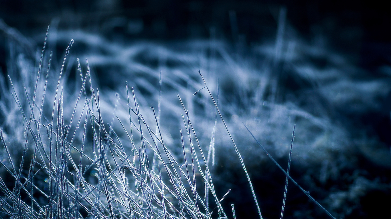 Covered with frost grass