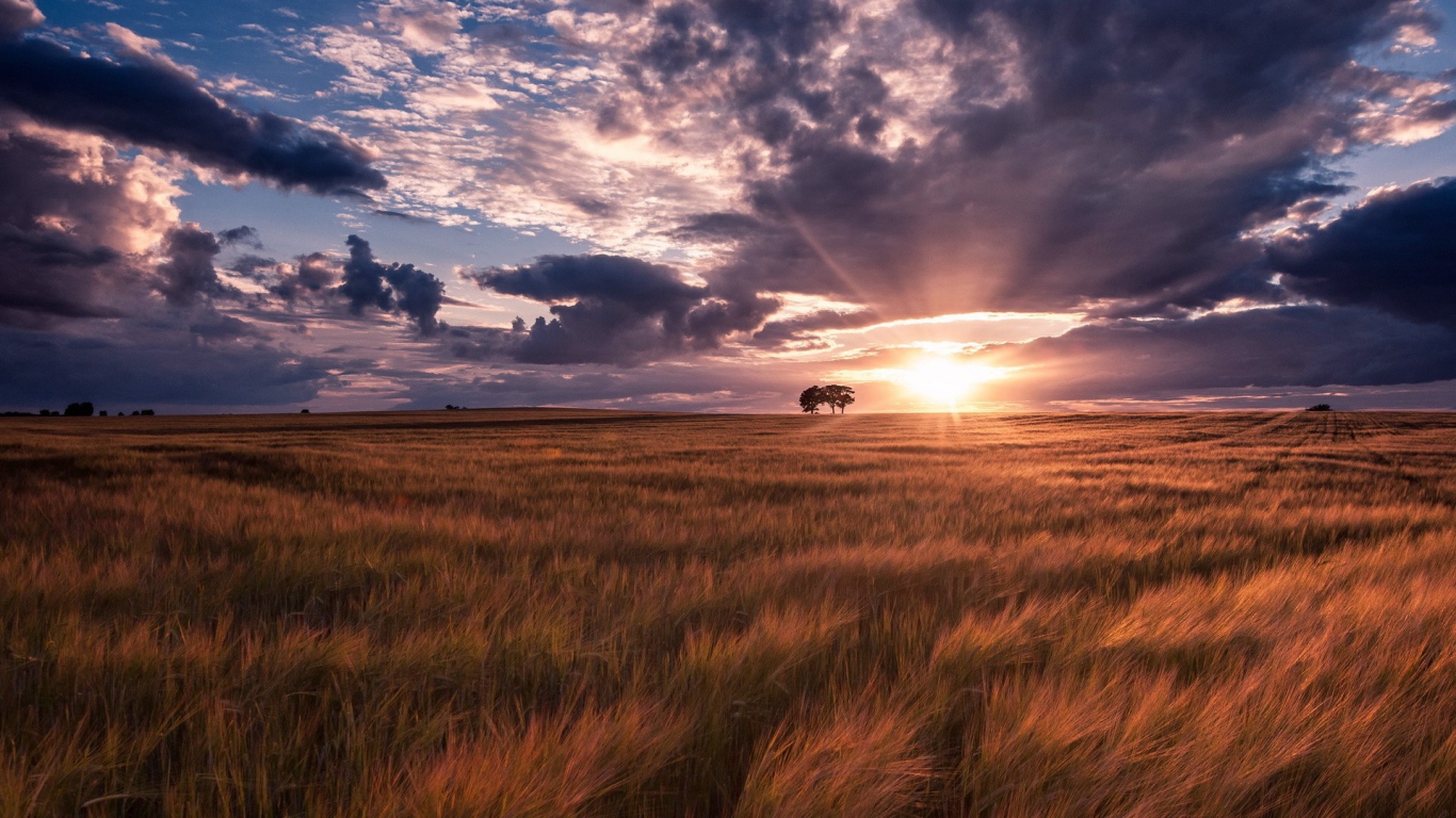 Ковыль под тучами