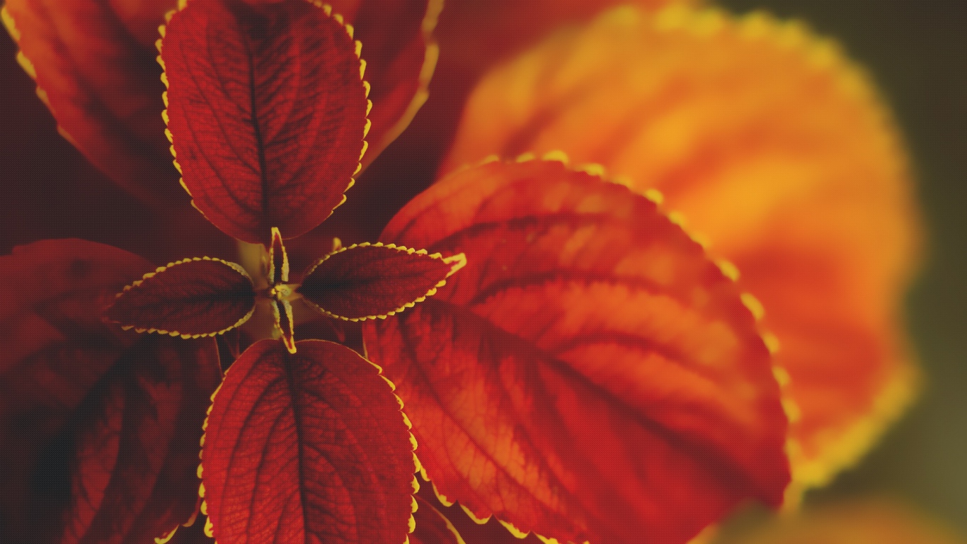 Макро природа