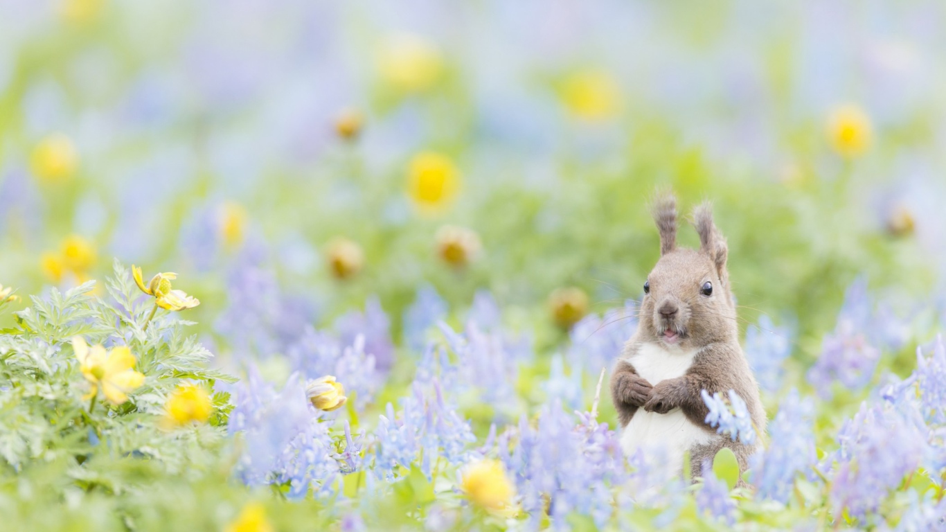 Пушистик с цветочками