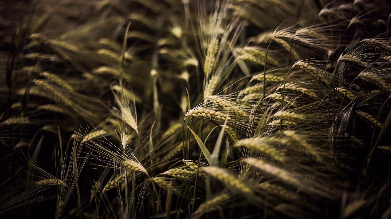 Kолоски просто