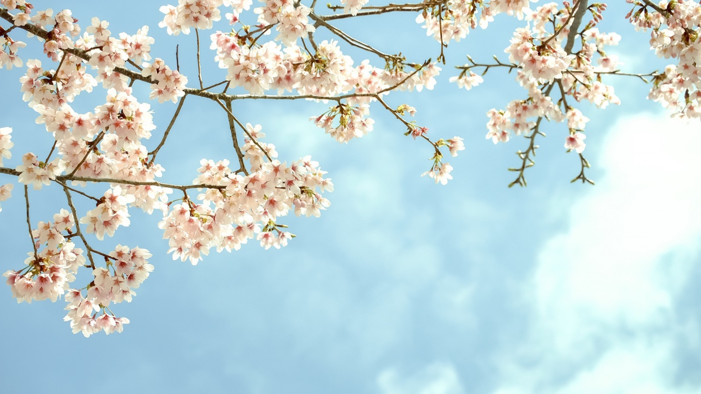 Весенние цветы