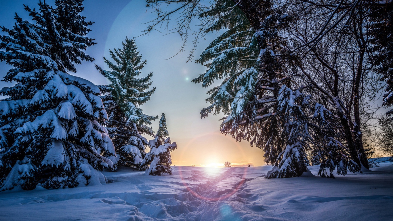 Восход в зимнем лесу
